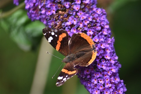 Red admiral butterfly on buddleia